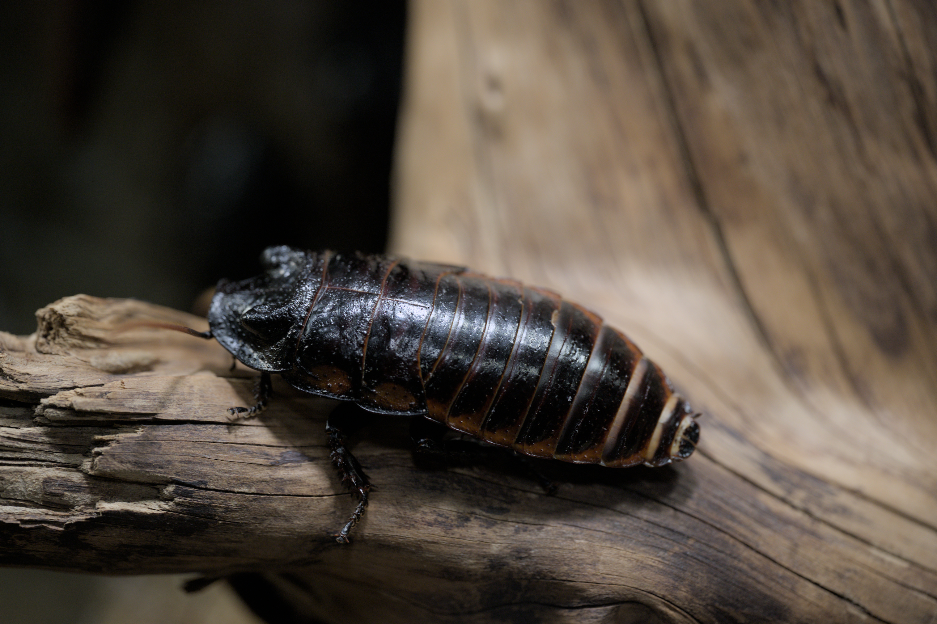 2025/10/12 - zoo/DSC_0208.jpg